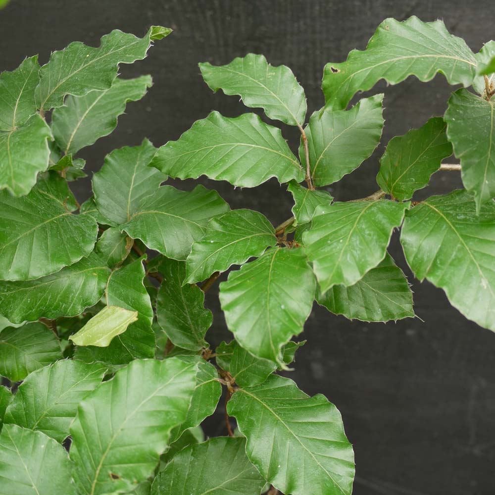 Green beech – Fagus sylvatica (Bare Root Plants) 40-60cm