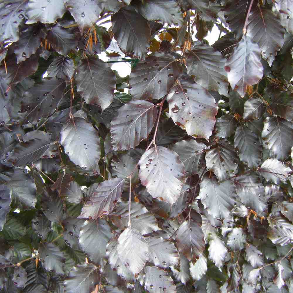 Purple Beech – Fagus sylvatica purpurea (Bare Root Plants) 40-60cm