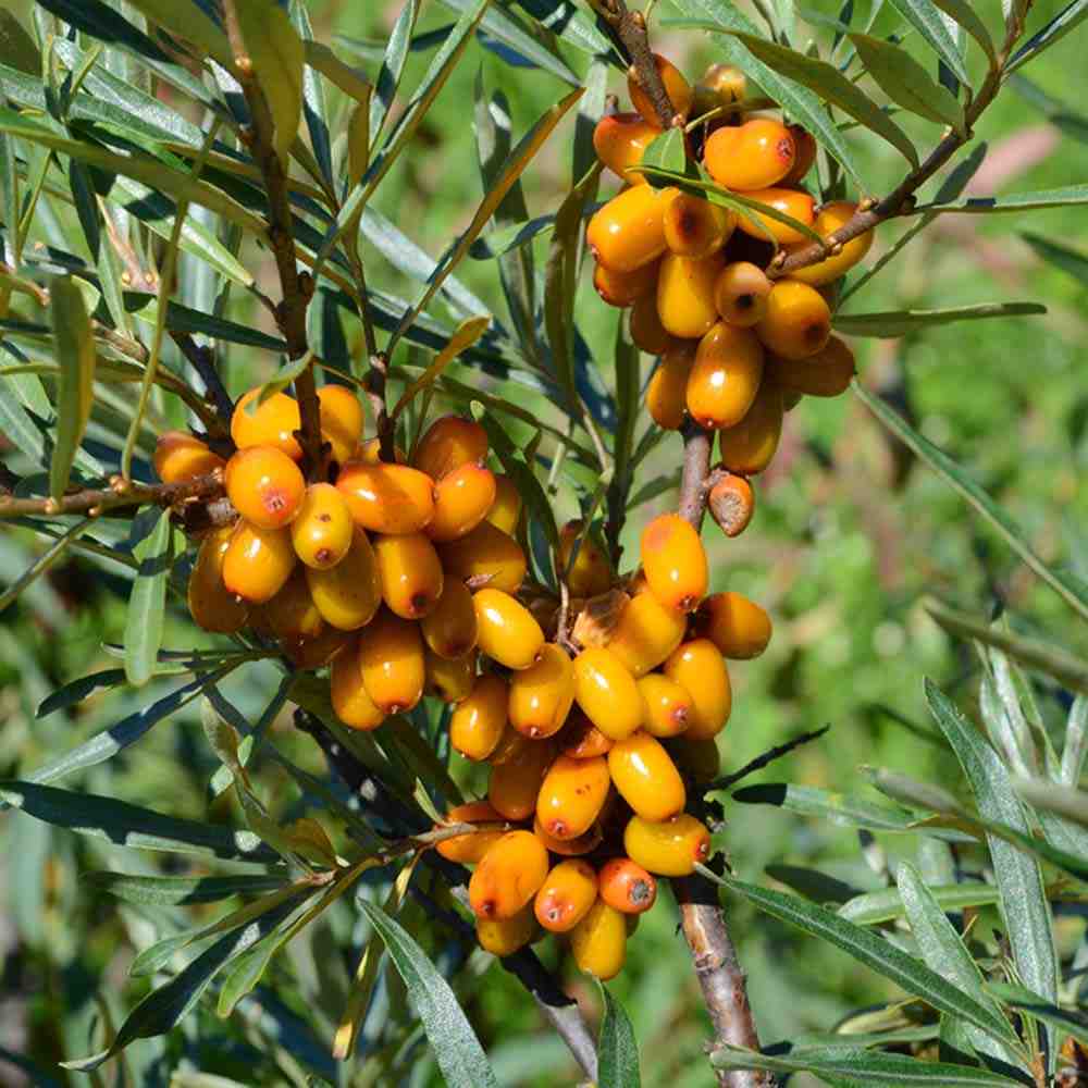 Sea buckthorn – Hippophae rhamnoides (Bare Root Plants) 40-60cm