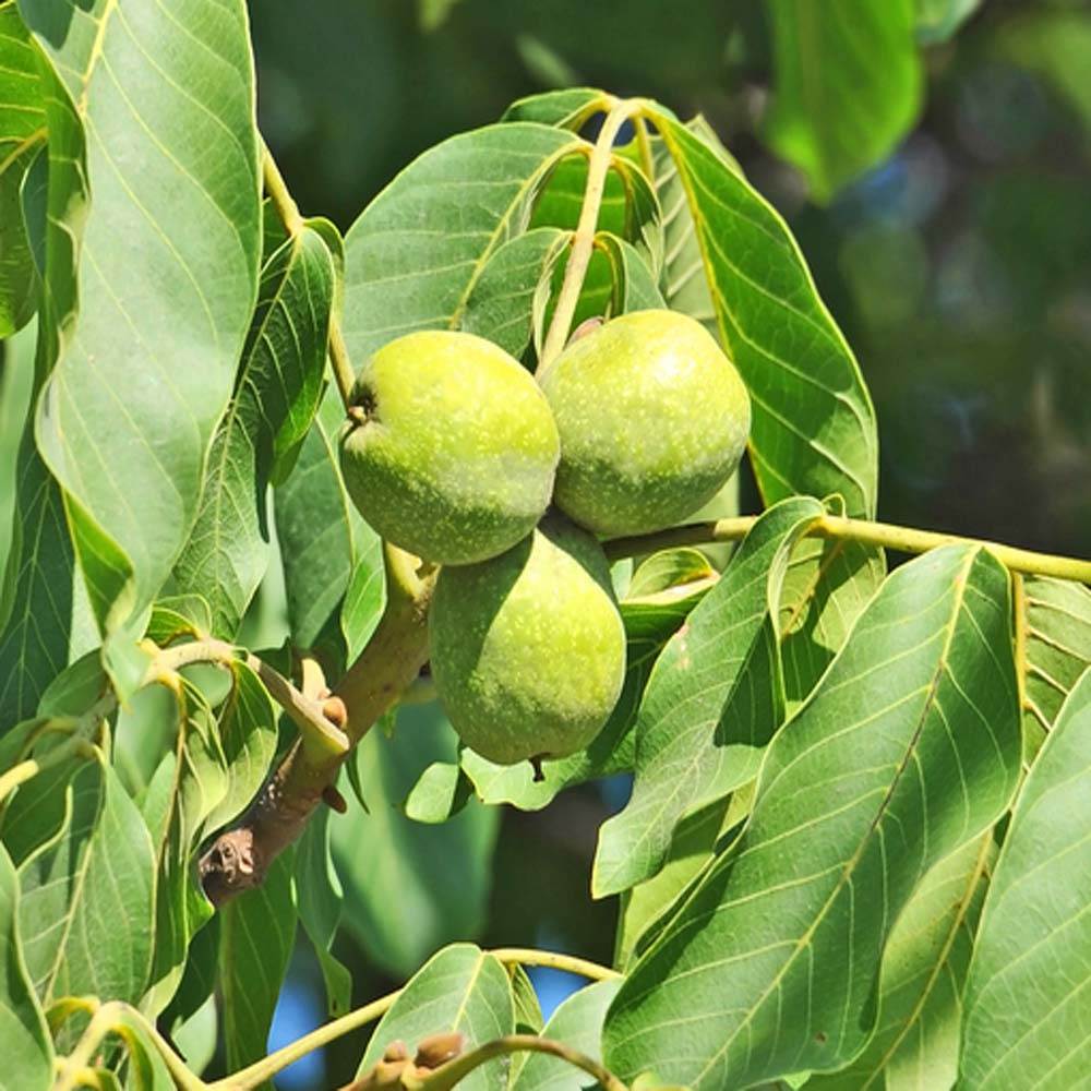 Common walnut – Juglans regia (Bare Root Plants) 40-60cm
