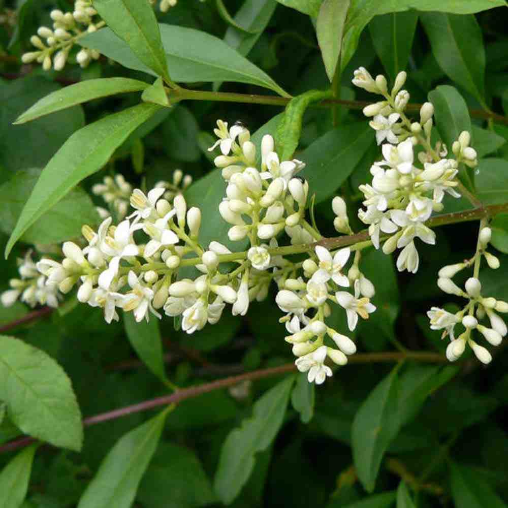 Common Privet Starter Bush – Bare Root, Outdoor Shrub Seedling