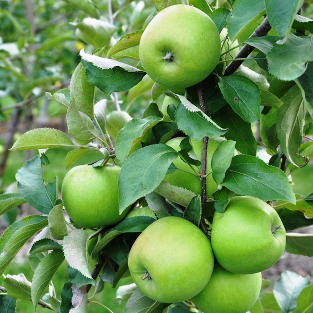 Malus domestica – Bramley’s Apple (Bareroot) 6-8cm girth