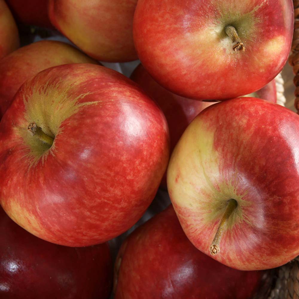 Malus domestica – Braeburn Apple (Bareroot) 6-8cm girth