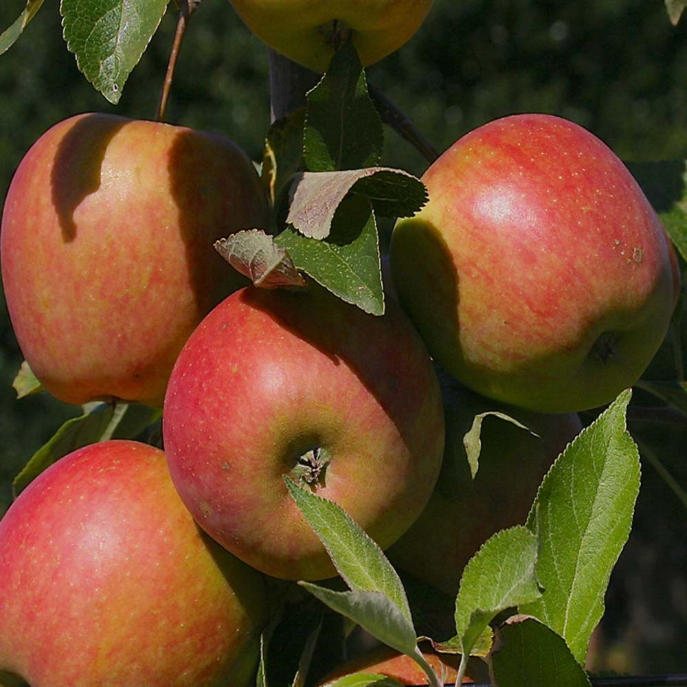 Malus domestica ‘Cox’s Orange Pippin’ – Apple tree 6-8cm girth Bare Root