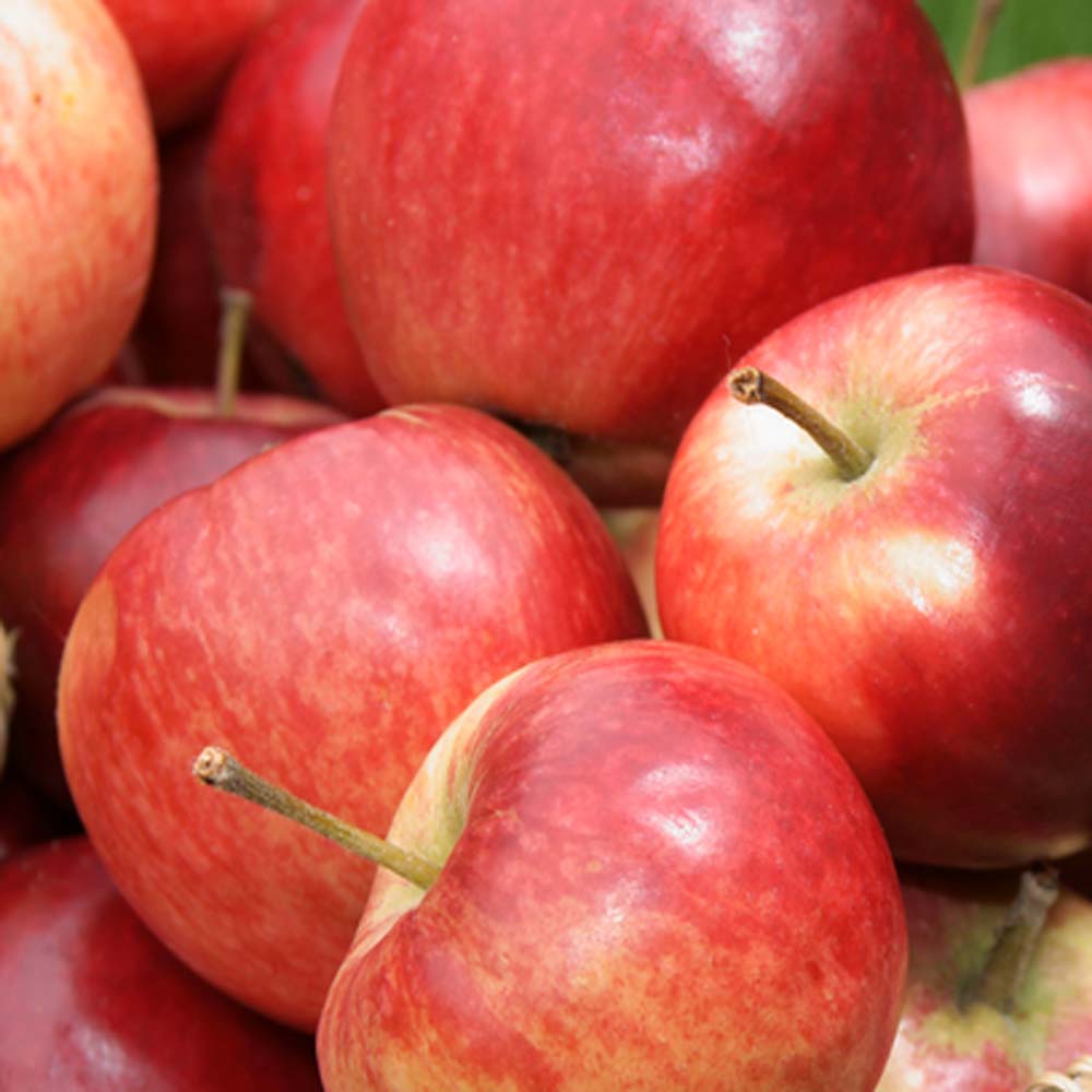 Malus domestica ‘Discovery’ – Discovery Apple tree 8-10cm girth