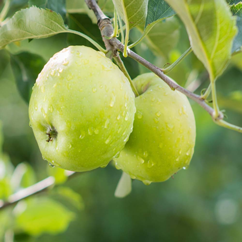 Malus domestica Granny Smith - Granny Smith Apple (Bareroot) 6-8cm girth