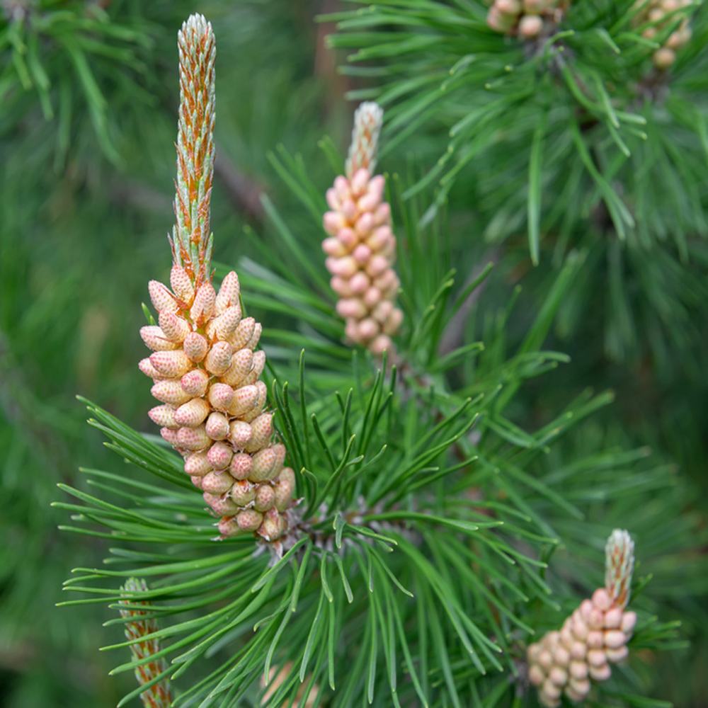 Bare Root Scots Pine for Sale: Pinus sylvestris - King and Co the Tree ...