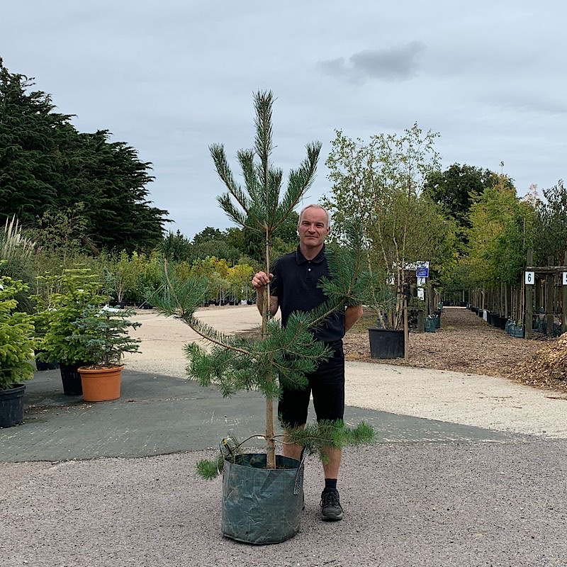 Pinus sylvestris – Scots pine 1.5-1.8m tall