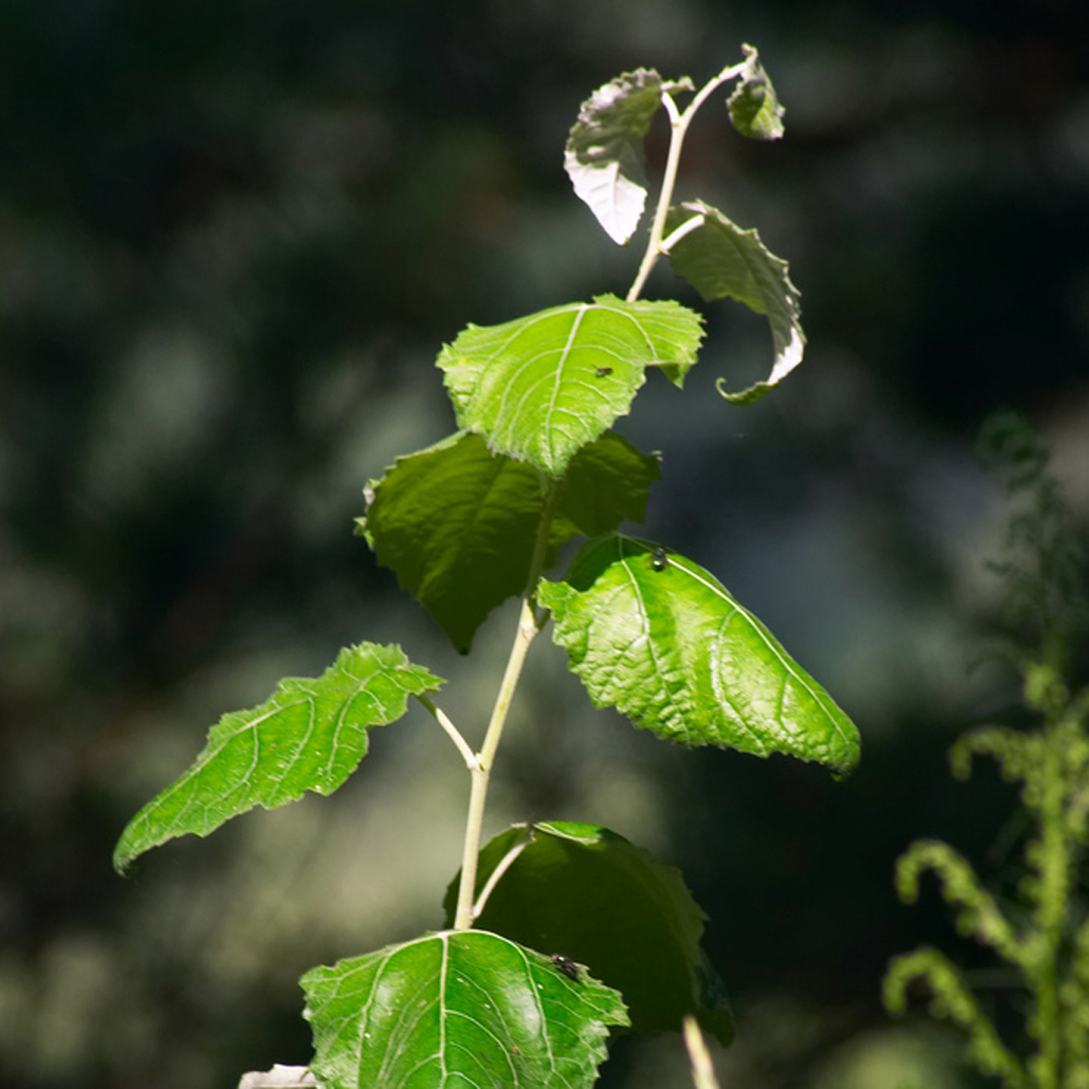 White poplar – Populus alba (Bare Root Plants) 40-60cm