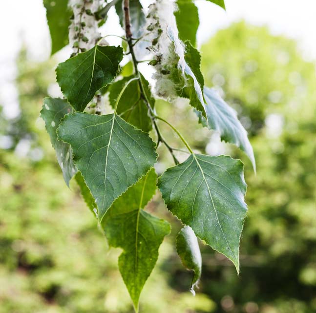 Populus nigra ‘Italica’ – Lombardy poplar 10-12cm girth