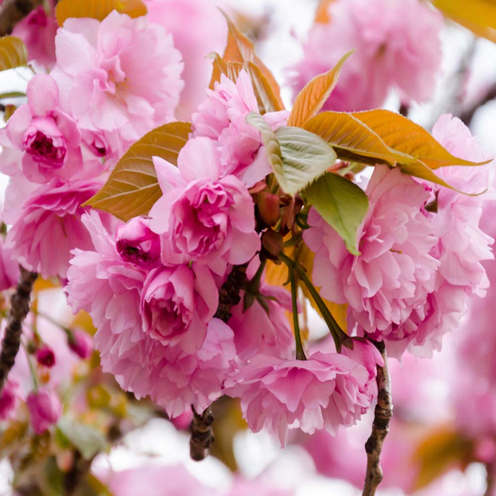 Prunus Kanzan – Pink Ornamental Cherry tree 8/10cm girth