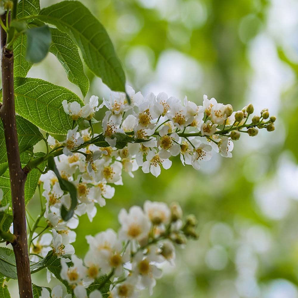Prunus padus Watereri – Bird Cherry tree 12/14cm girth