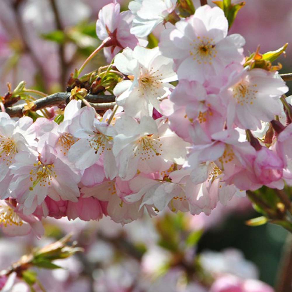 Prunus subhirtella Autumnalis Rosea – Pink Winter Flowering Cherry tree 10/12cm grith