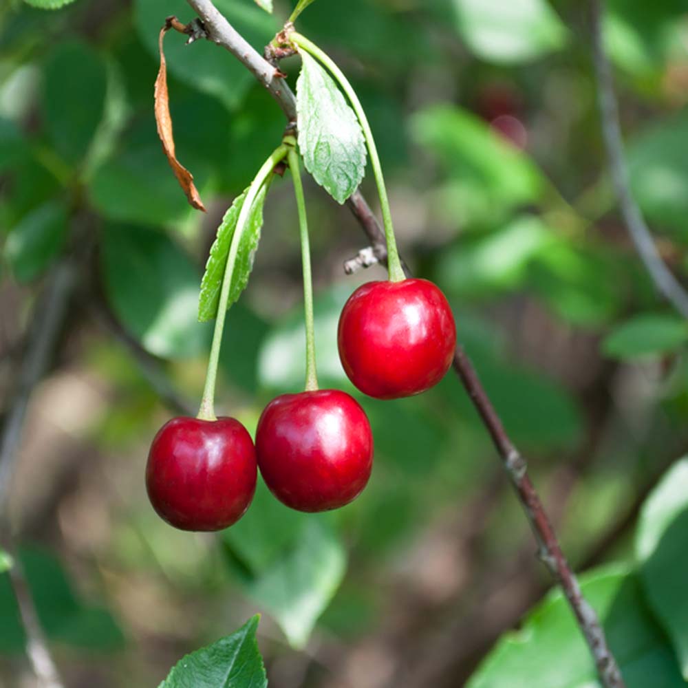 Prunus avium ‘Sunburst’ – Sunburst cherry 6-8cm girth Potted