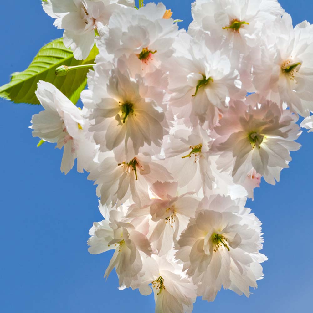 Prunus taihaku – Great White Cherry tree 10/12cm girth