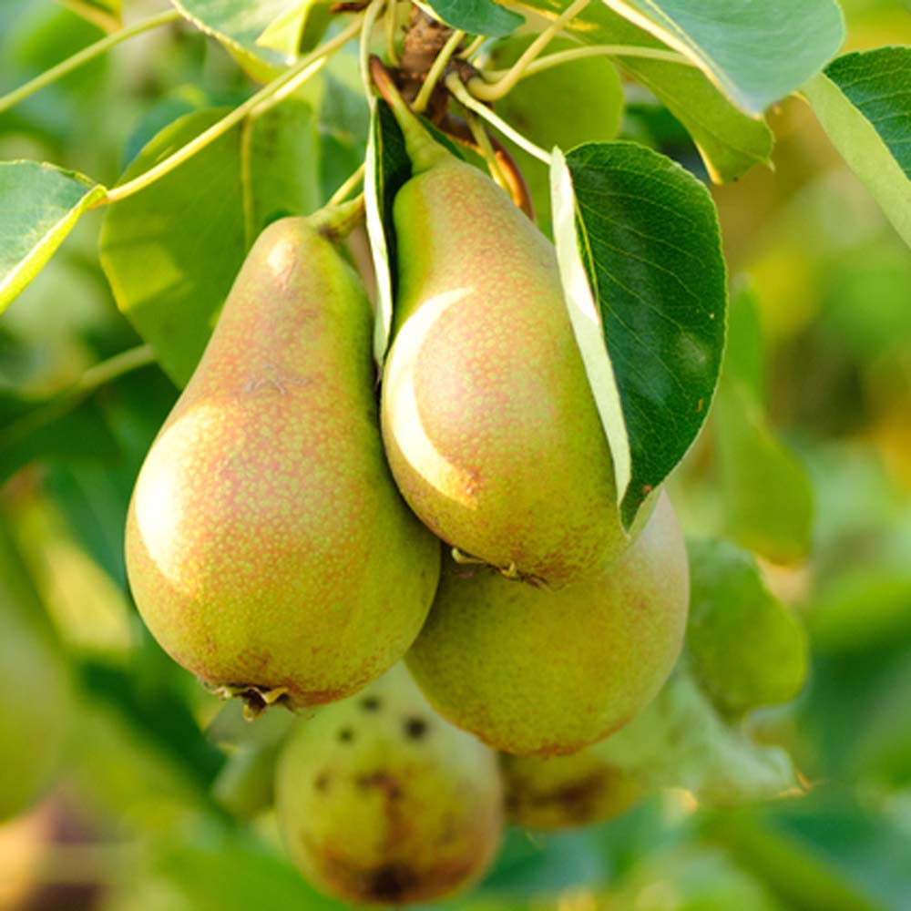 Pyrus communis ‘Conference’ – Conference pear 6-8cm girth Potted