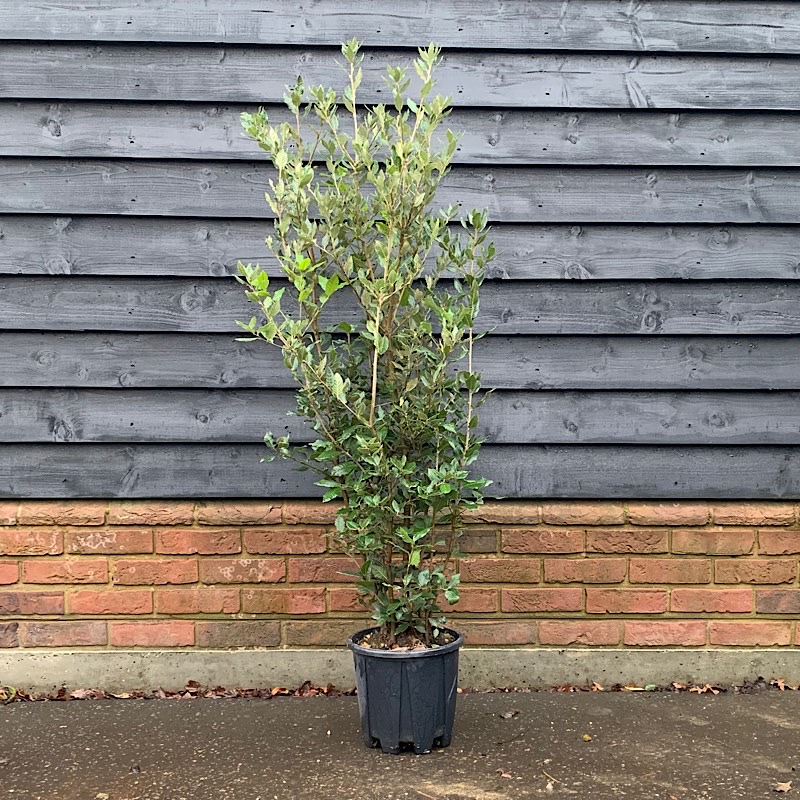 Quercus ilex – Evergreen oak 1.25-1.5m tall