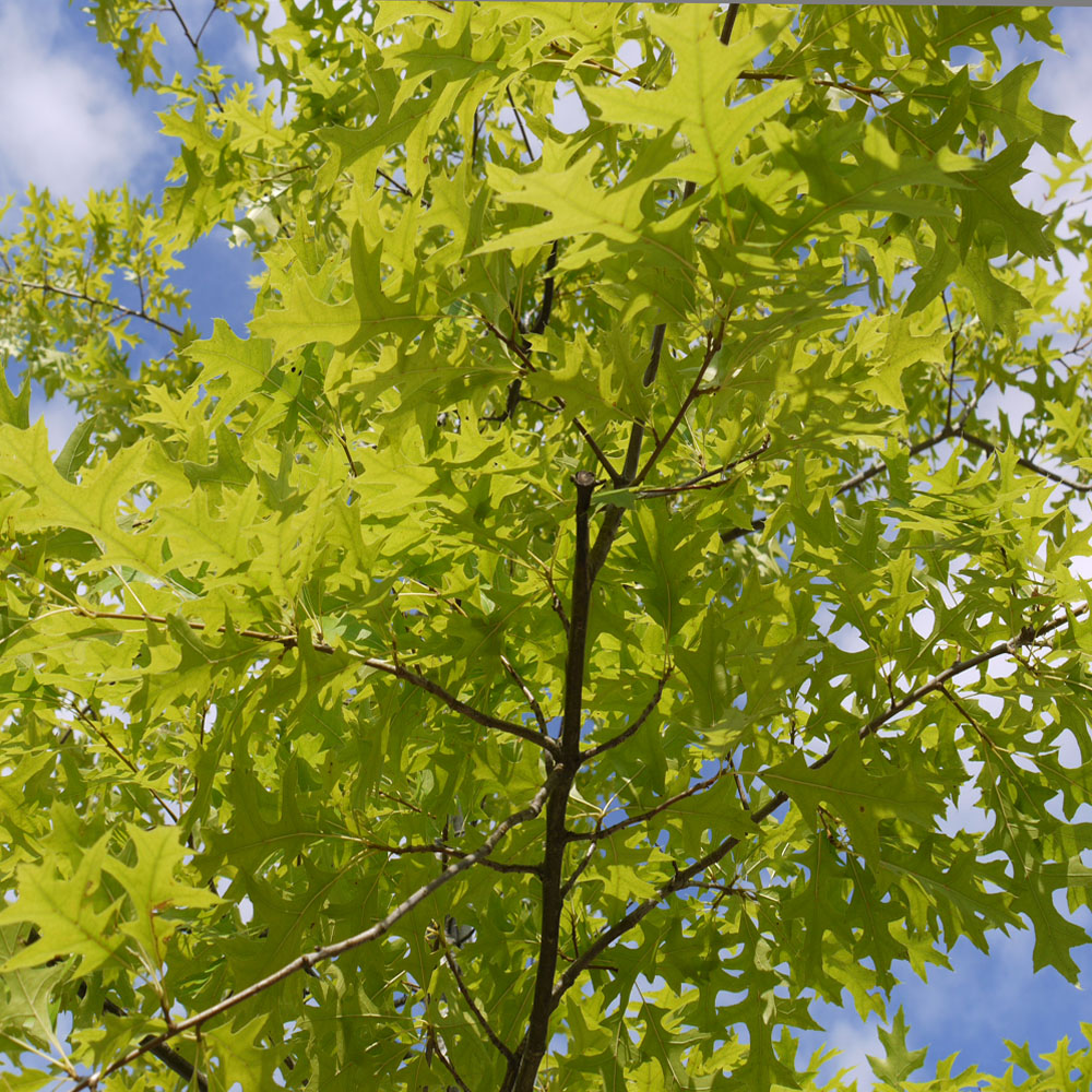 Quercus palustris - Pin Oak 10-12cm girth