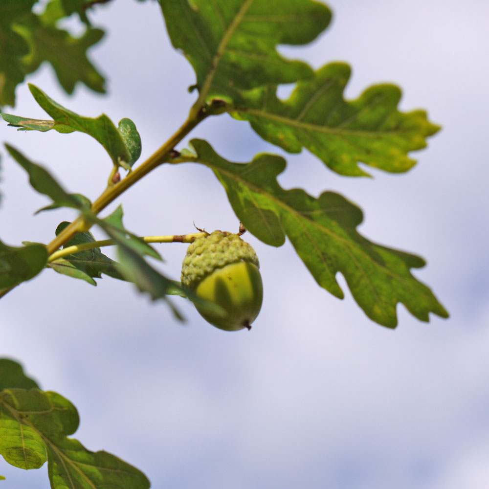 Quercus robur 1x1 (1)