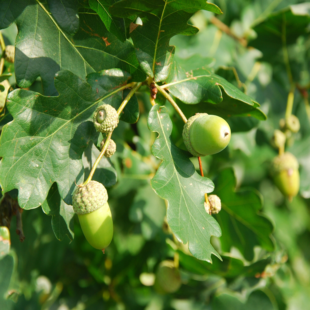 English Oak – Quercus robur (Bare Root Plants) 40-60cm