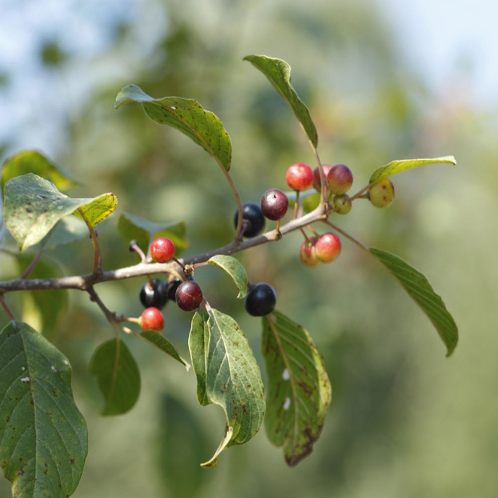 Alder buckthorn – Rhamnus frangula (Bare Root Plants) 40-60cm