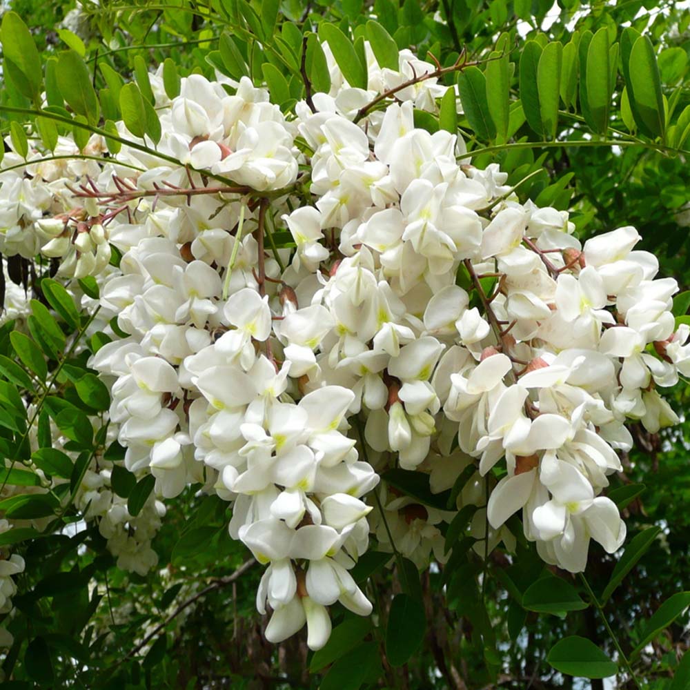 Robinia pseudoacacia ‘Frisia’ – False acacia 12-14cm girth