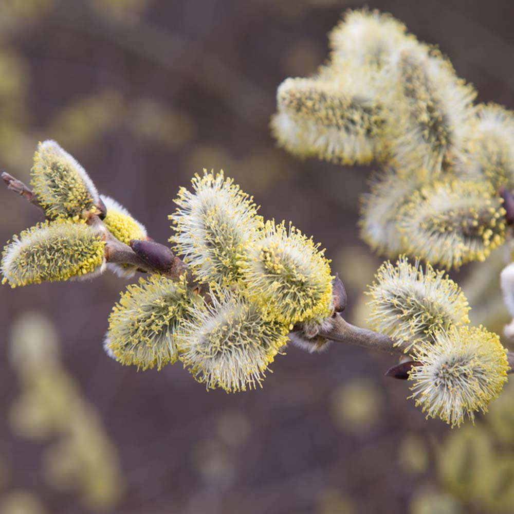 Goat willow – Salix caprea (Bare Root Plants) 60-90cm