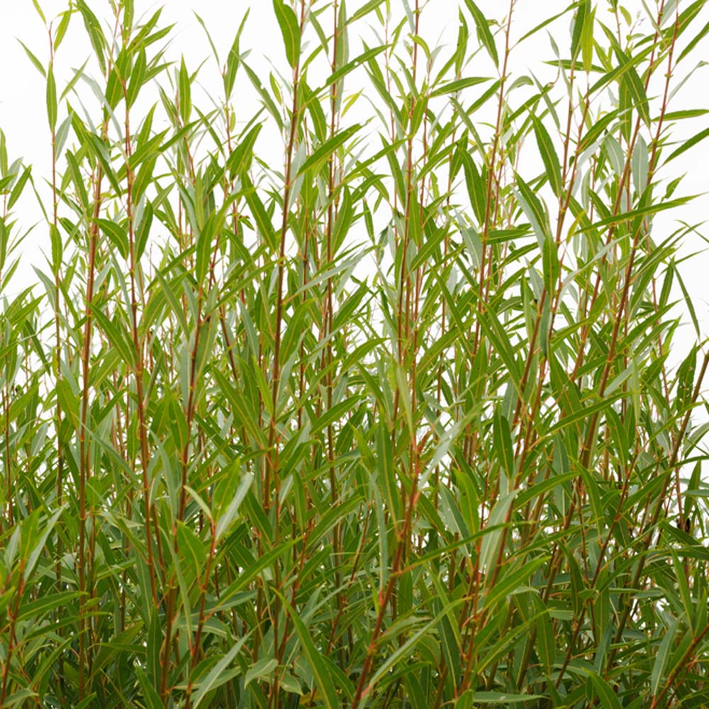 White willow – Salix alba (Bare Root Plants) 60-90cm