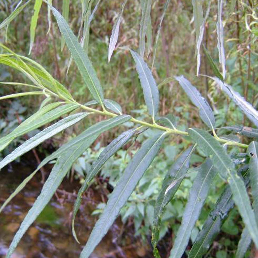 Buy Bare Root Common Osier Willow Fast Growing And Hardy King And Co 
