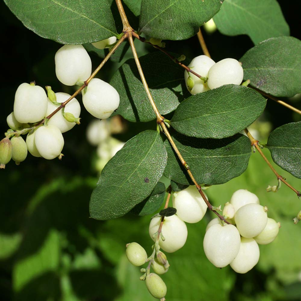 Snowberry – Symphoricarpos albus (Bare Root Plants) 40-60cm