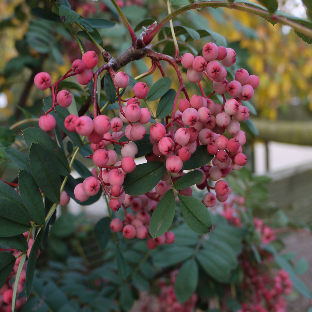 Sorbus hupehensis - Rowan tree 10/12cm girth