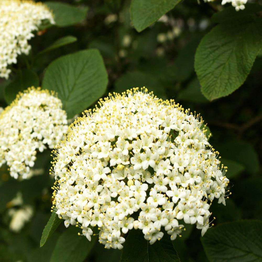 Common whitebeam – Sorbus aria (Bare Root Plants) 40-60cm