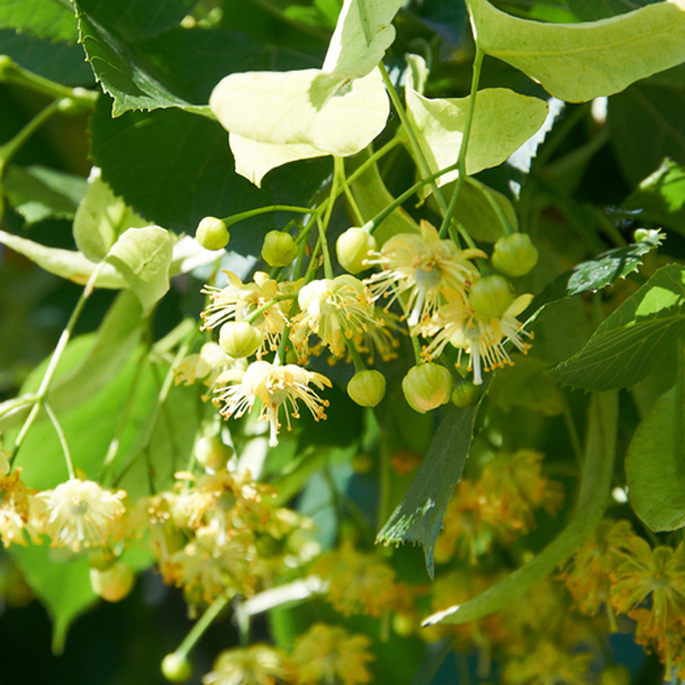 Tilia cordata ‘Greenspire’ – Small-leaved lime tree 10-12cm girth