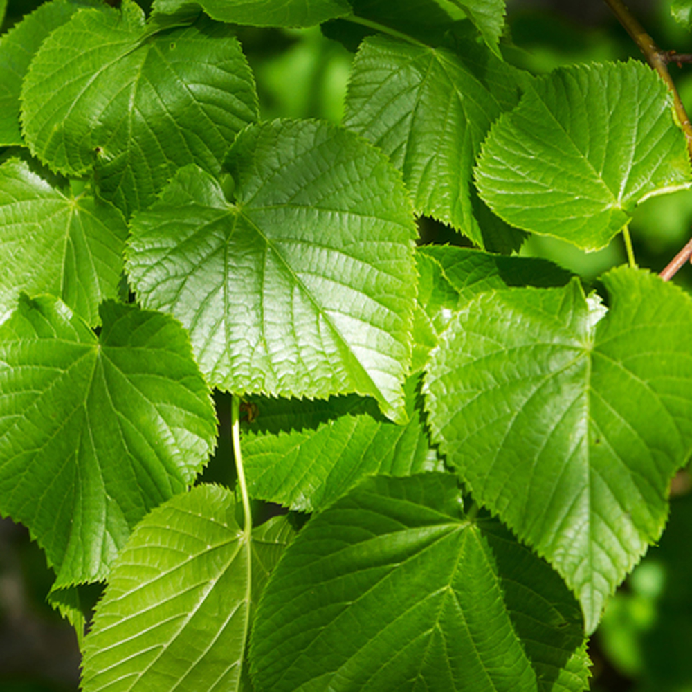 Small-leaved Lime – Tilia cordata Bare Root Plants 40-60cms