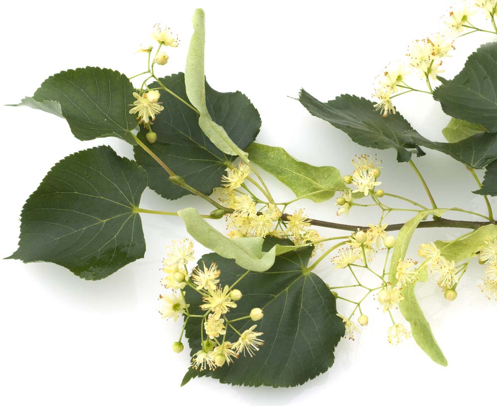 Large-leaved lime – Tilia platyphyllos (Bare Root Plants) 40-60cm