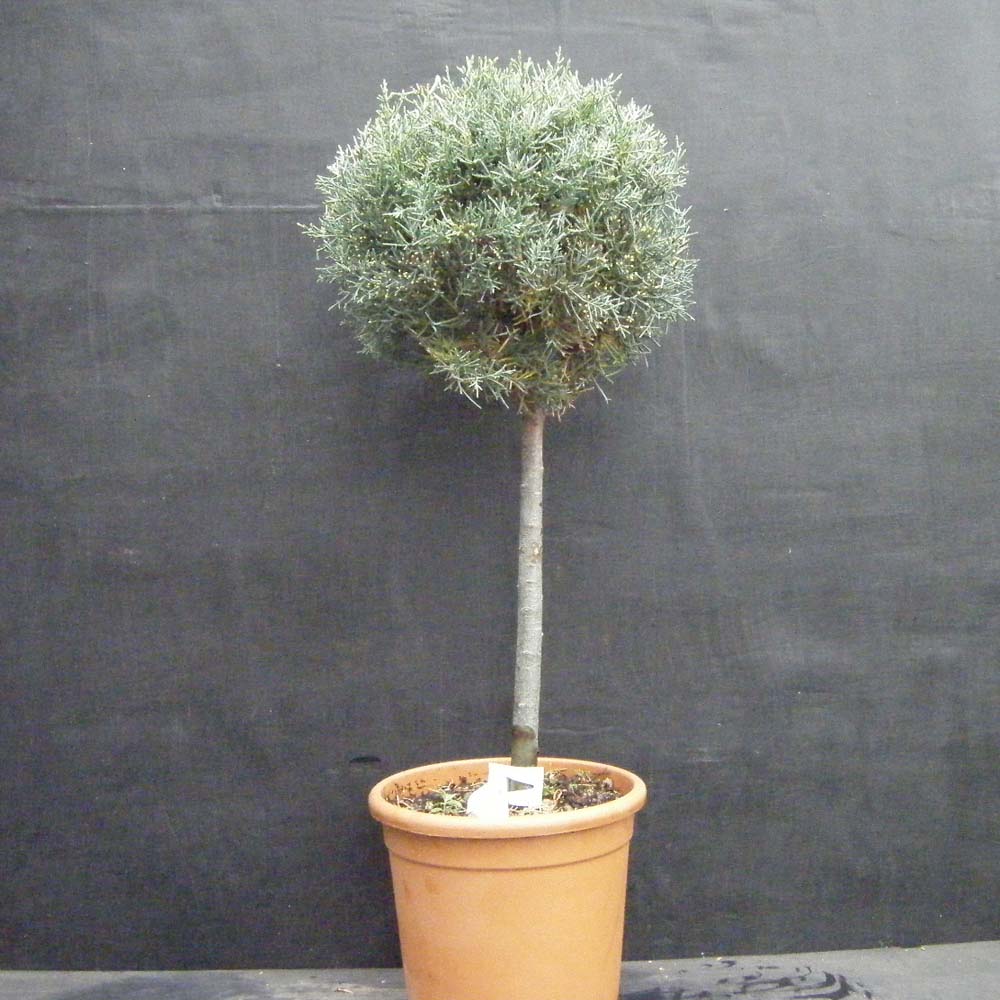 Cupressus Arizonica Glauca – Smooth Cypress 1/4 Std.