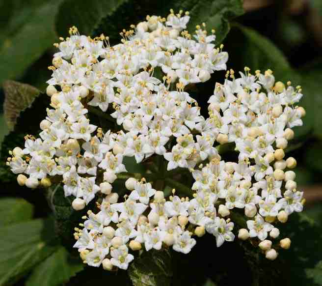 Wayfaring tree – Viburnum lantana (Bare Root Plants) 40-60cm