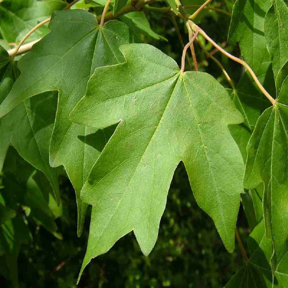 Field maple – Acer campestre (Bare Root Plants) 40-60cm