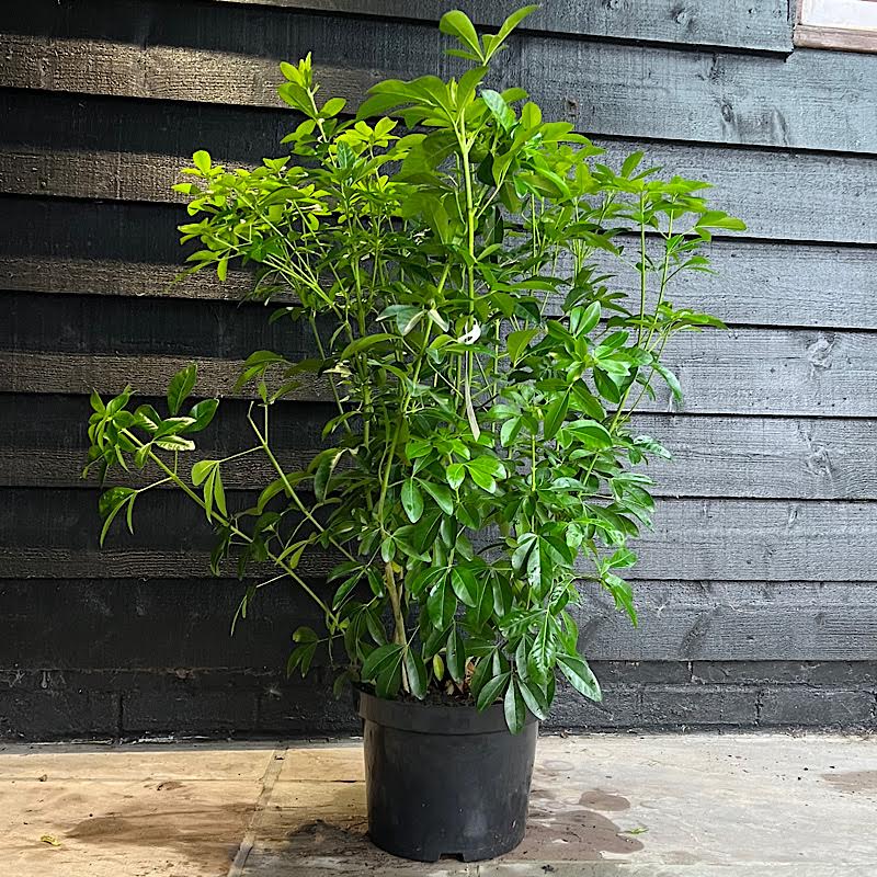 Choisya ternata – Mexican orange blossom 10 Litre