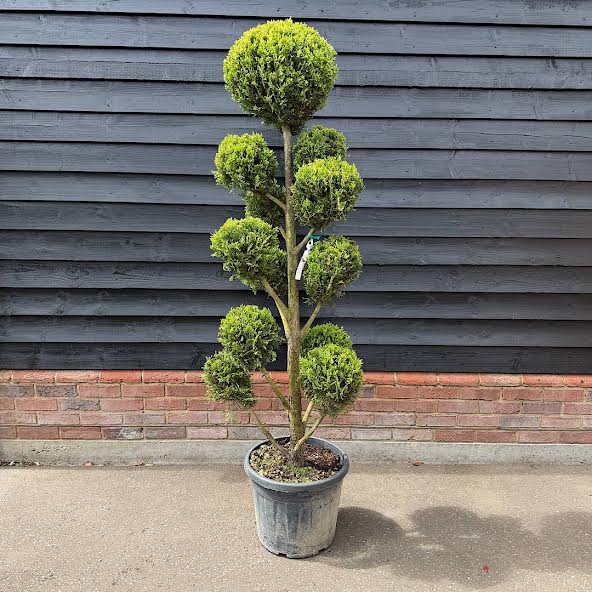 Cupressocyparis leylandii ‘Castlewellan Gold’ Pom-Pom 1.6-1.8m tall