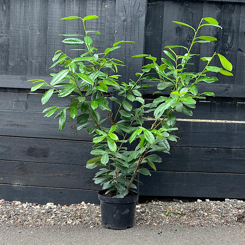Prunus laurocerasus – Cherry laurel (Hedging Plants) 1.2-1.4m tall