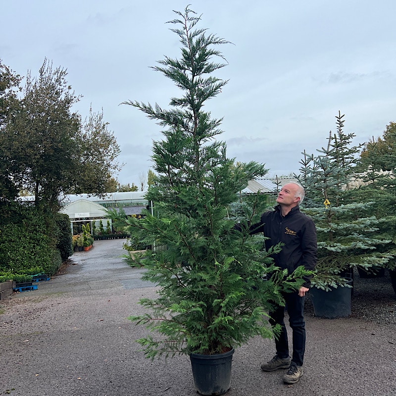 Cupressocyparis leylandii – Leyland cypress tree 2.5-3m tall