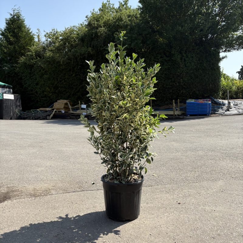 Euonymus japonicus ‘Bravo’ – Japanese spindle 18 Litre