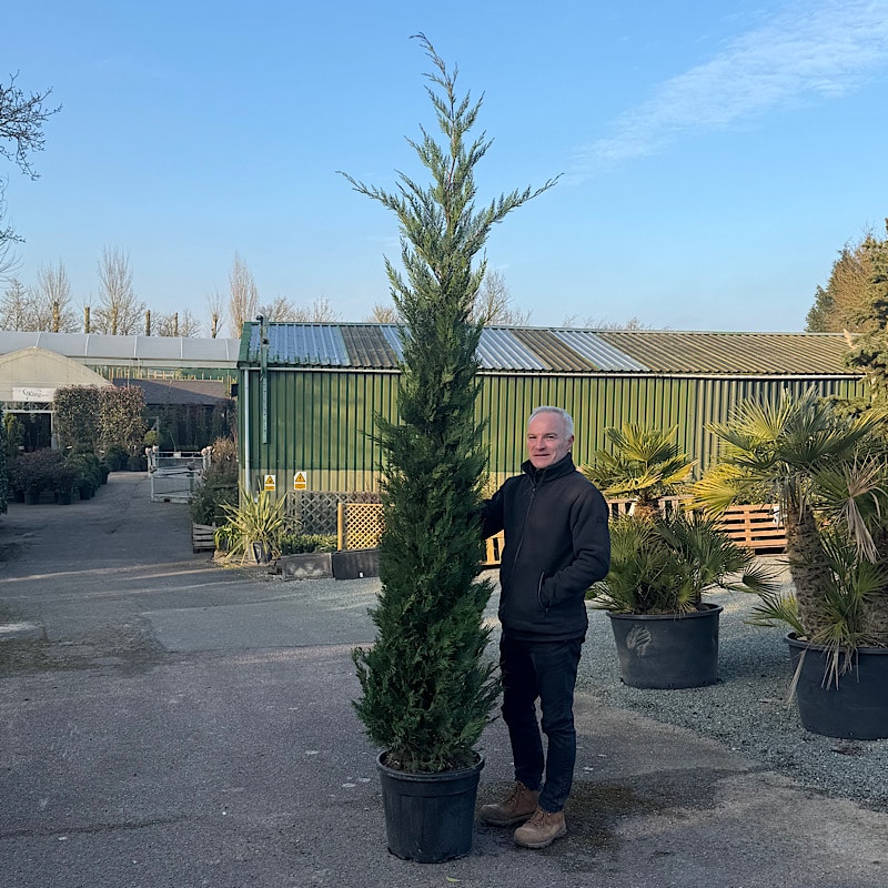 Cupressocyparis leylandii – Leyland cypress tree 2.5-3m tall