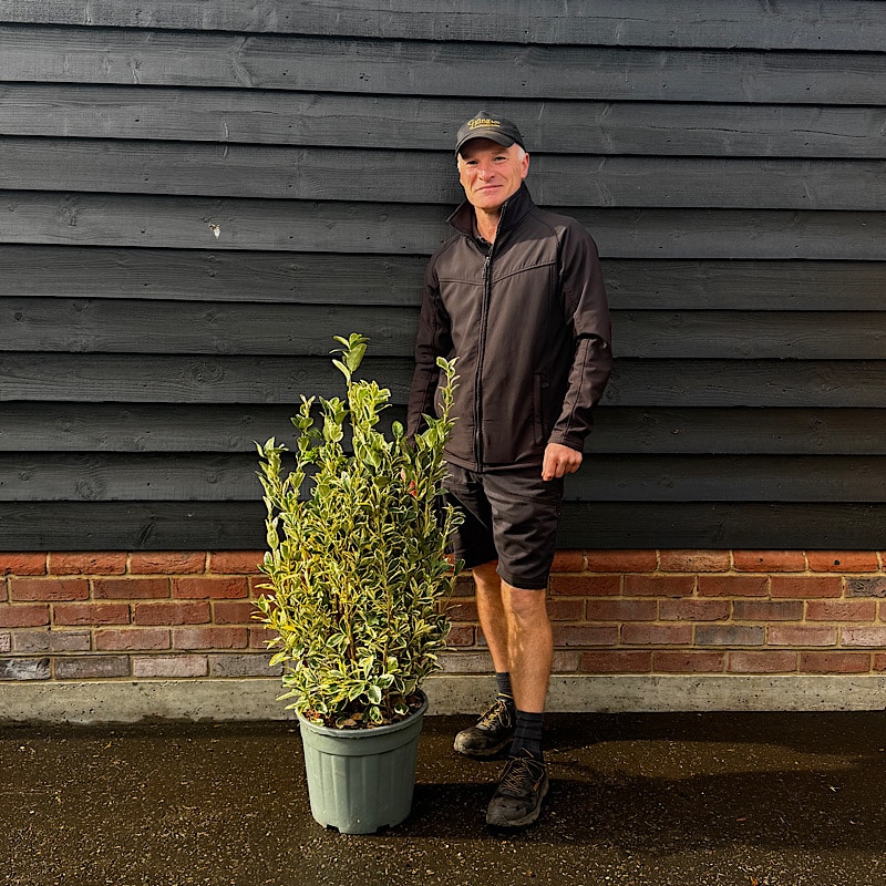 Euonymus japonicus ‘Bravo’ – Japanese spindle 80-100cm tall