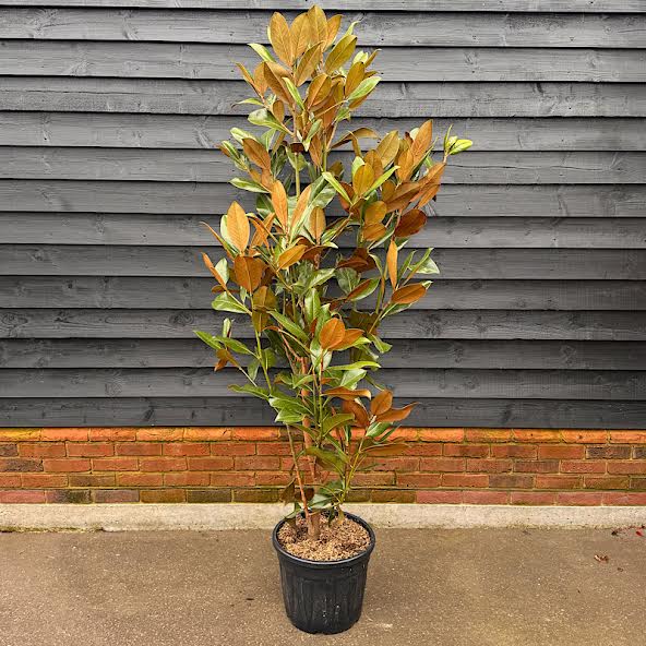 Magnolia grandiflora ‘Galissonnière’ – Evergreen magnolia 1.4-1.6m tall