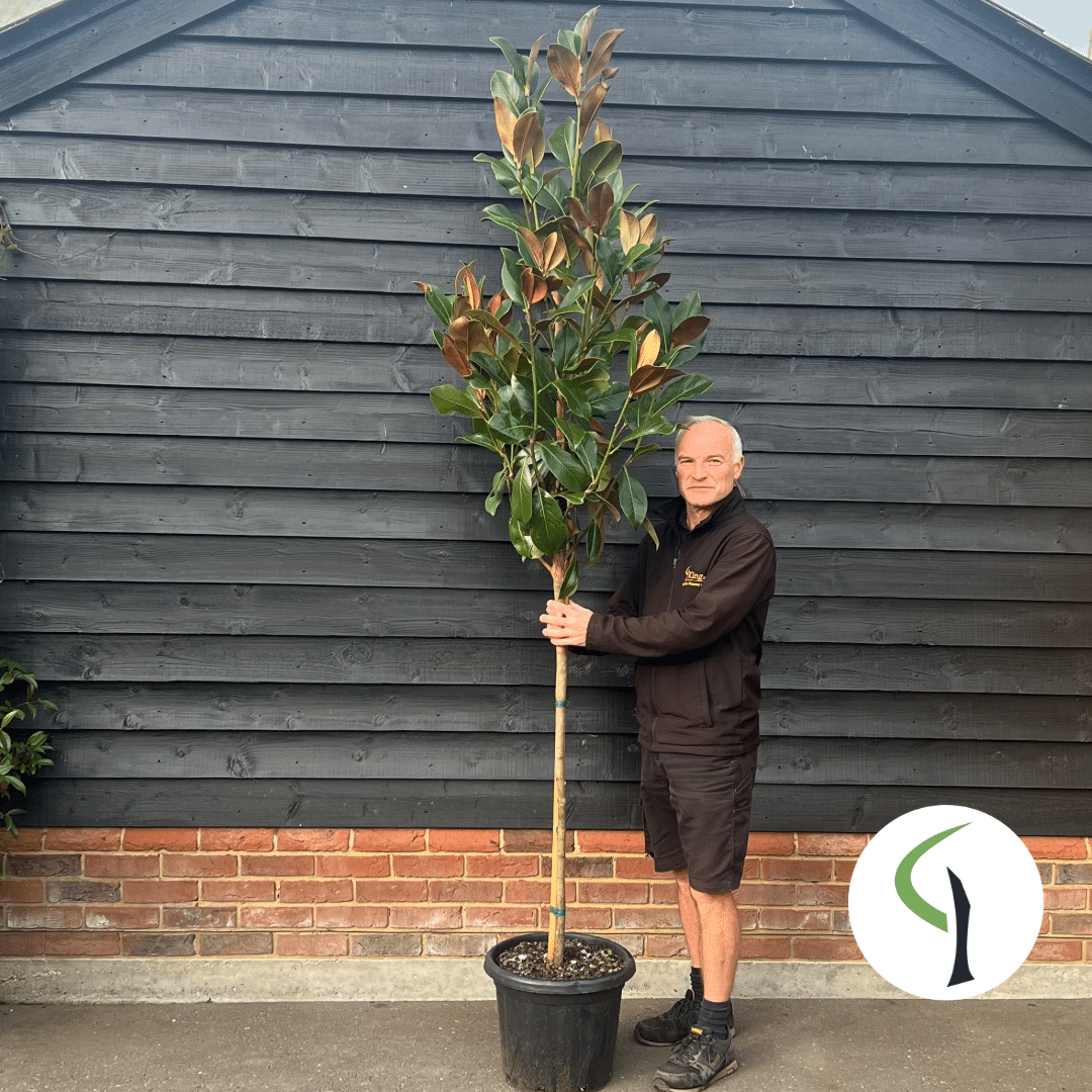 Magnolia grandiflora ‘Galissonnière’ – Evergreen magnolia tree half standard 8-10cm girth