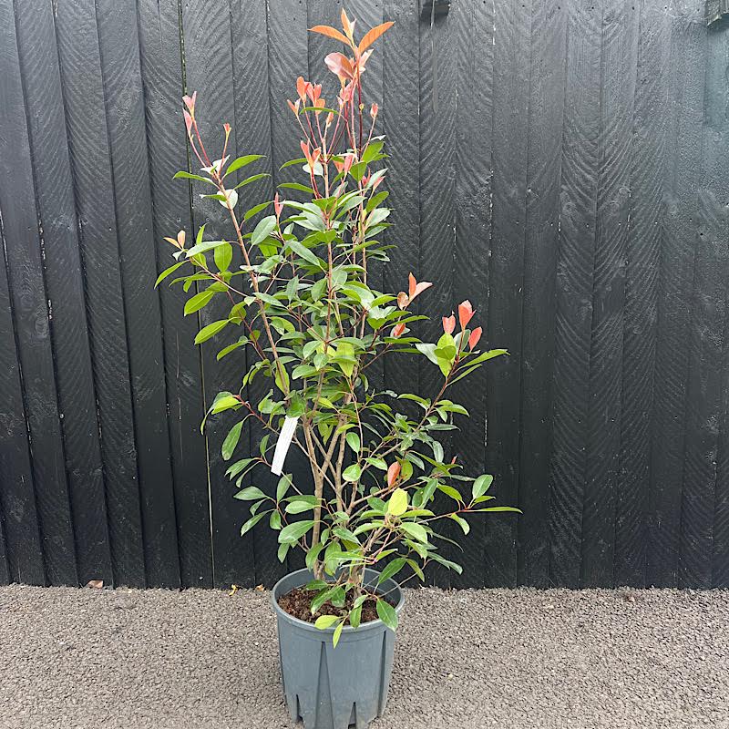 Photinia x fraseri ‘Red Robin’ – Hedging Plants 100-125cm tall