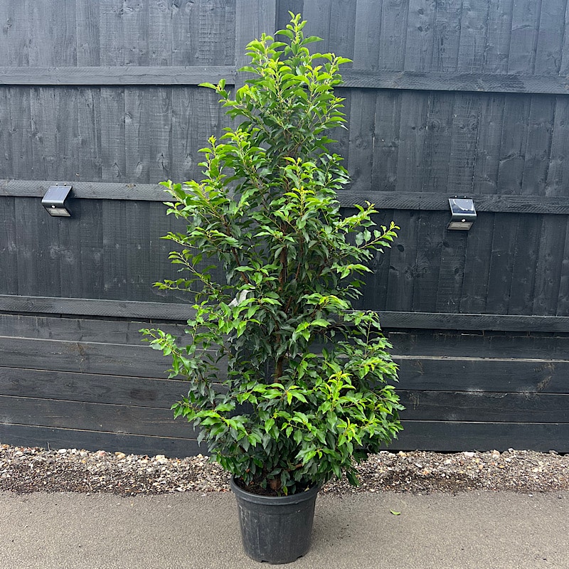Prunus lusitanica – Portuguese laurel 2m tall