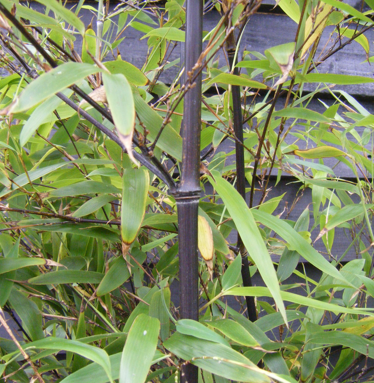 Phyllostachys nigra – Black bamboo 1.25-1.5m tall